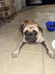 Found/Stray Female Dog last seen Hilton Head apmt Complex, Dallas, TX 75238