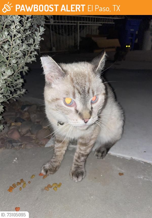 Found/Stray Unknown Cat last seen Sun Valley/ Donald/ near Andress HS, El Paso, TX 79924
