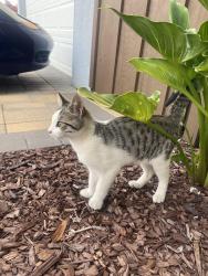 Found/Stray Unknown Cat last seen East Avenue by the Elementary school, Fairview, CA 94541