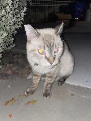 Found/Stray Unknown Cat last seen Sun Valley/ Donald/ near Andress HS, El Paso, TX 79924