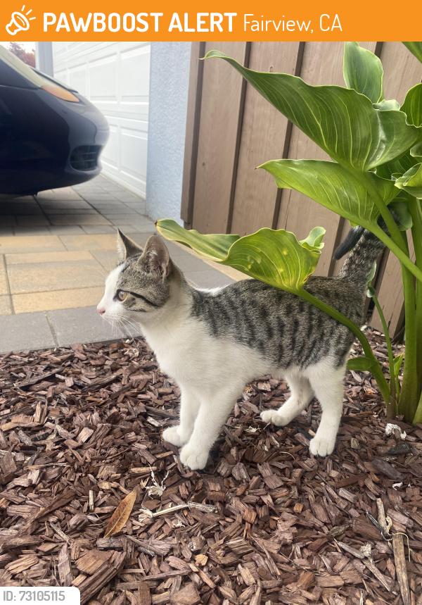 Found/Stray Unknown Cat last seen East Avenue by the Elementary school, Fairview, CA 94541