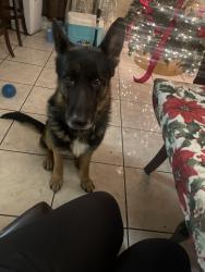 Reunited Male Dog last seen Fairlight dr, Las Vegas, NV 89142