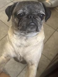 Reunited Female Dog last seen Kimberly ln and division, Palmdale, CA 93550