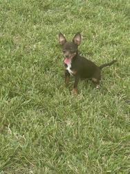 Lost Male Dog last seen Willowbrook drive and N Rutherford/lascassas, Murfreesboro, TN 37130
