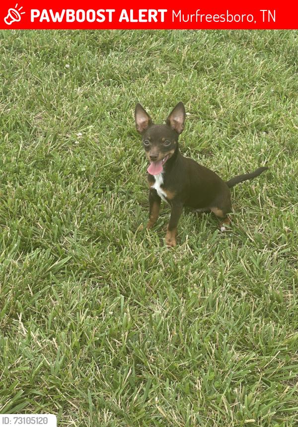 Lost Male Dog last seen Willowbrook drive and N Rutherford/lascassas, Murfreesboro, TN 37130