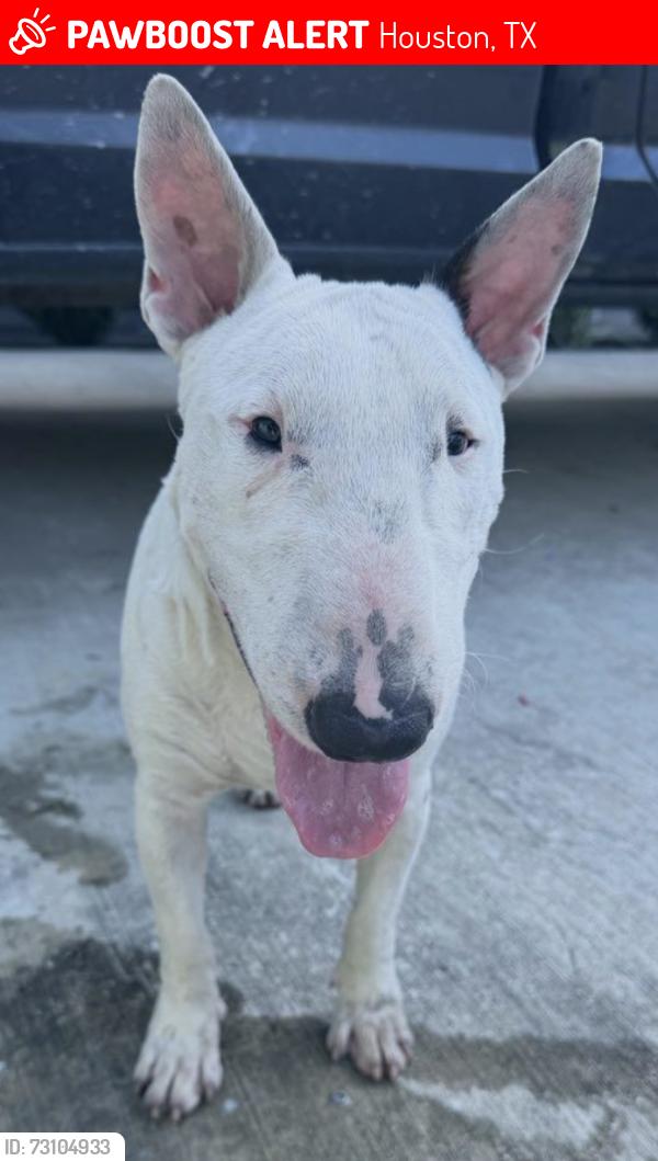 Lost Male Dog last seen Ruell st & Falvey st, Houston, TX 77017