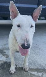 Lost Male Dog last seen Ruell st & Falvey st, Houston, TX 77017