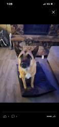 Lost Male Dog last seen Sitting bull, Apple Valley, CA 92307