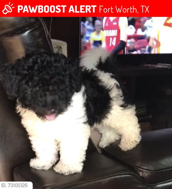 Lost Male Dog last seen He was last seen in are backyard they started popping fireworks and he got scared and ran off, Fort Worth, TX 76134