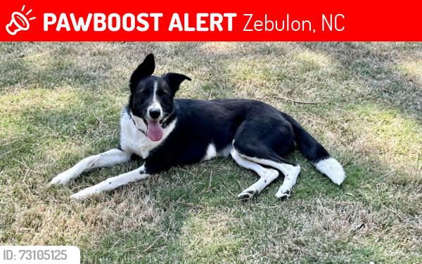 Lost Female Dog last seen Pinecrest rd, Zebulon, NC 27597