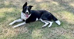 Lost Female Dog last seen Pinecrest rd, Zebulon, NC 27597