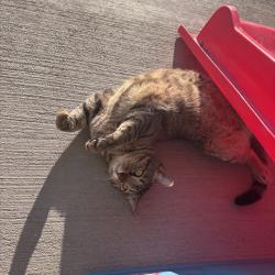 Reunited Male Cat last seen Near Lansing St, Henderson, CO 80640, USA, Commerce City, CO 80640