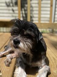 Lost Male Dog last seen Rowan road and Plathe, New Port Richey, FL 34653