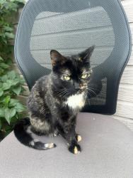 Reunited Female Cat last seen Vine and 30th alley, Denver, CO 80205