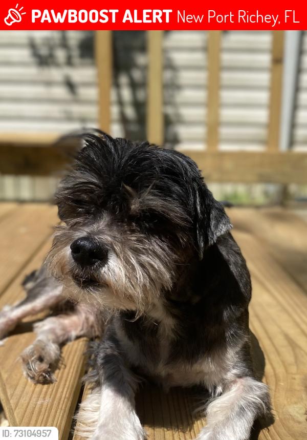 Lost Male Dog last seen Rowan road and Plathe, New Port Richey, FL 34653