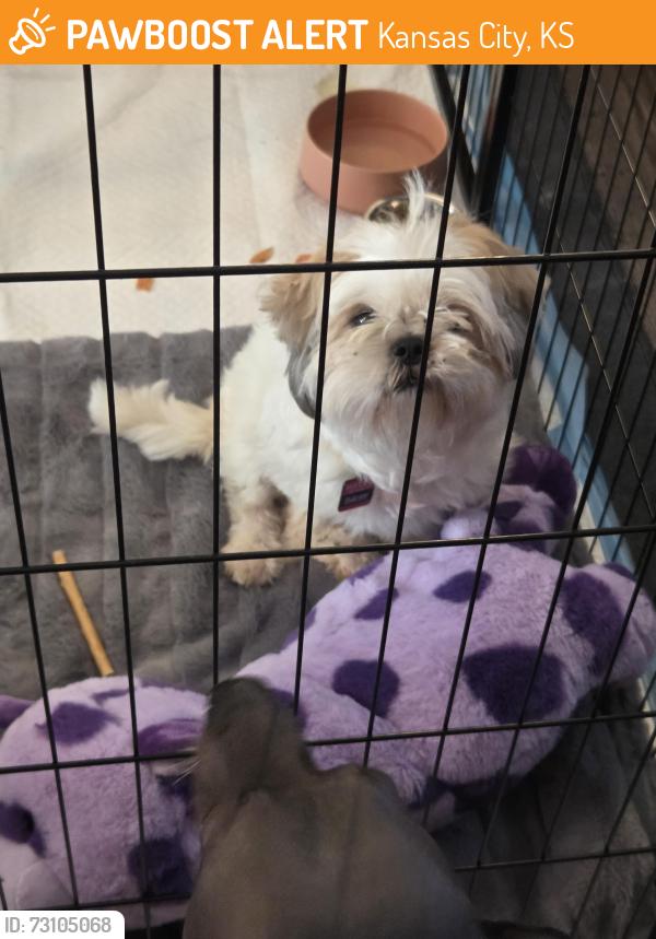 Found/Stray Female Dog last seen 84th and Leavenworth Road, Kansas City, KS 66109