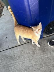 Found/Stray Male Cat last seen leonard and ashlan, Clovis, CA 93619