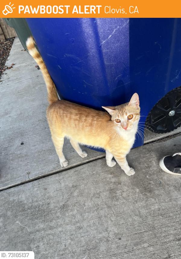 Found/Stray Male Cat last seen leonard and ashlan, Clovis, CA 93619