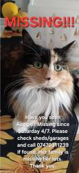 Lost Female Cat last seen Turner road, Colchester, England 