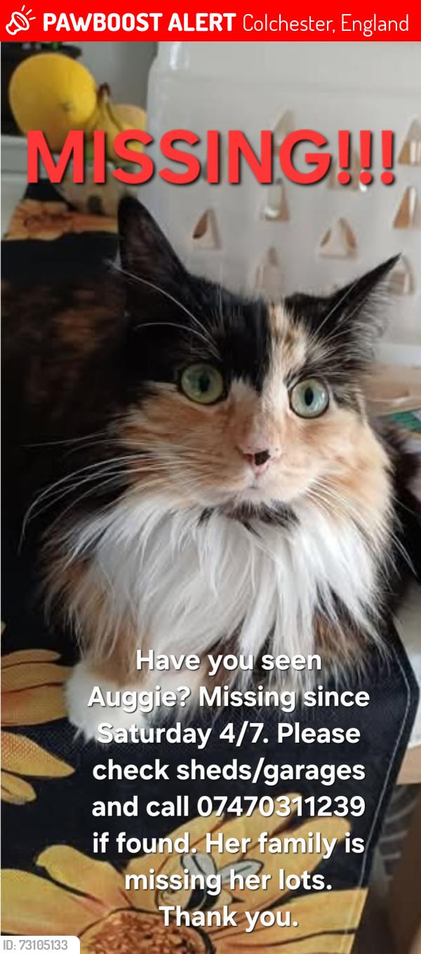 Lost Female Cat last seen Turner road, Colchester, England 