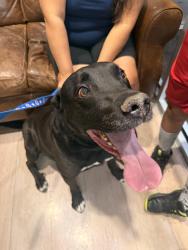 Reunited Male Dog last seen Atherton and Wisteria Dr, Colorado Springs, CO 80919