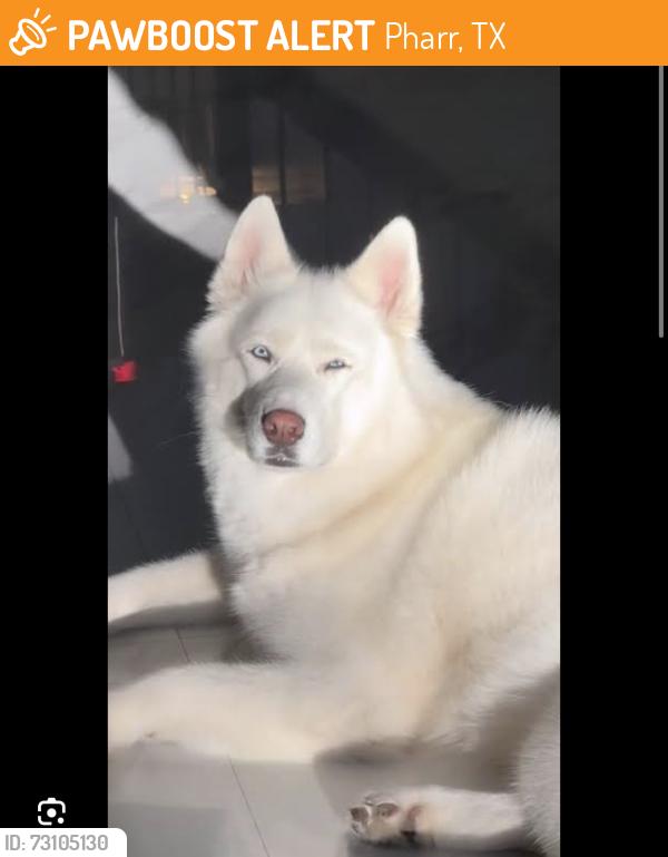 Found/Stray Unknown Dog last seen The dog was crossing 495 and veterans, by the circle K next to a club carwash., Pharr, TX 78577