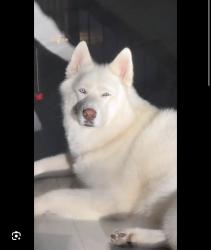 Found/Stray Unknown Dog last seen The dog was crossing 495 and veterans, by the circle K next to a club carwash., Pharr, TX 78577