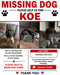 Lost Male Dog last seen Chisenhall fields, Burleson, TX 76028
