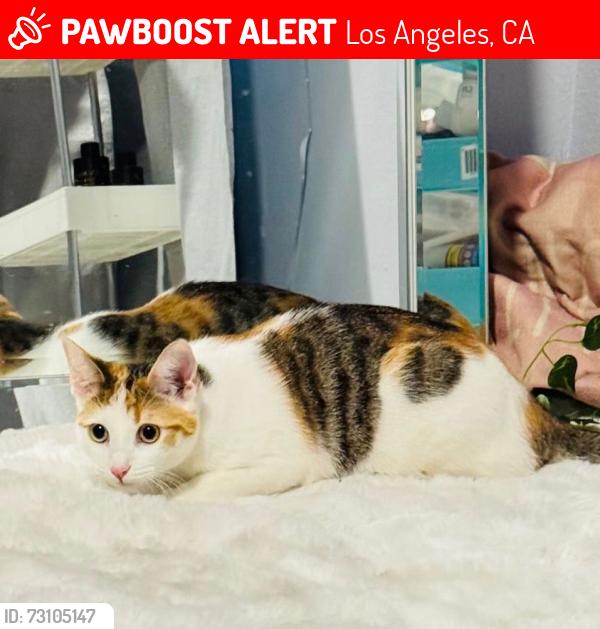 Lost Female Cat last seen Near E 108th st Los Angeles, Los Angeles, CA 90061