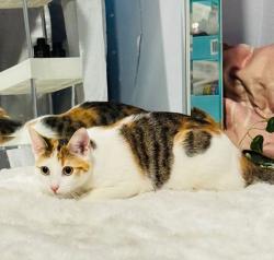 Lost Female Cat last seen Near E 108th st Los Angeles, Los Angeles, CA 90061