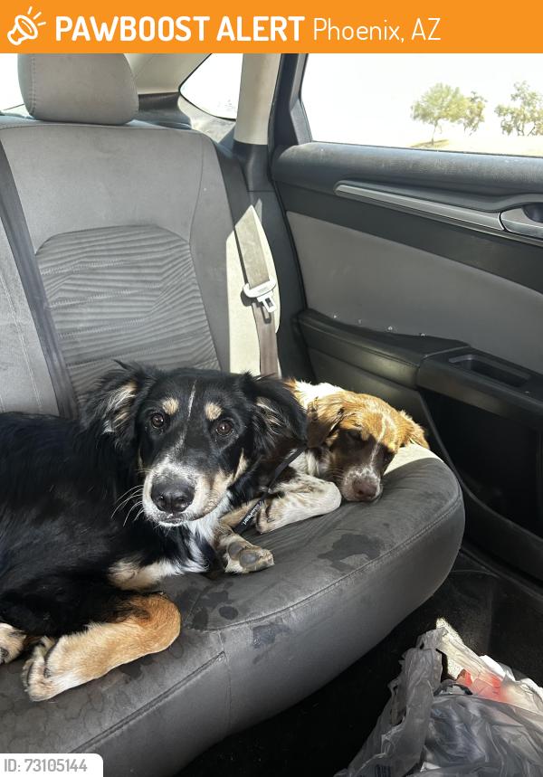 Found/Stray Male Dog last seen 75th and Osborn, Phoenix, AZ 85033