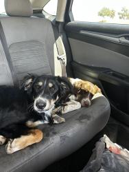 Found/Stray Male Dog last seen 75th and Osborn, Phoenix, AZ 85033