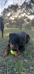 Lost Female Dog last seen Hymedow neighborhood , Maxwell, TX 78656