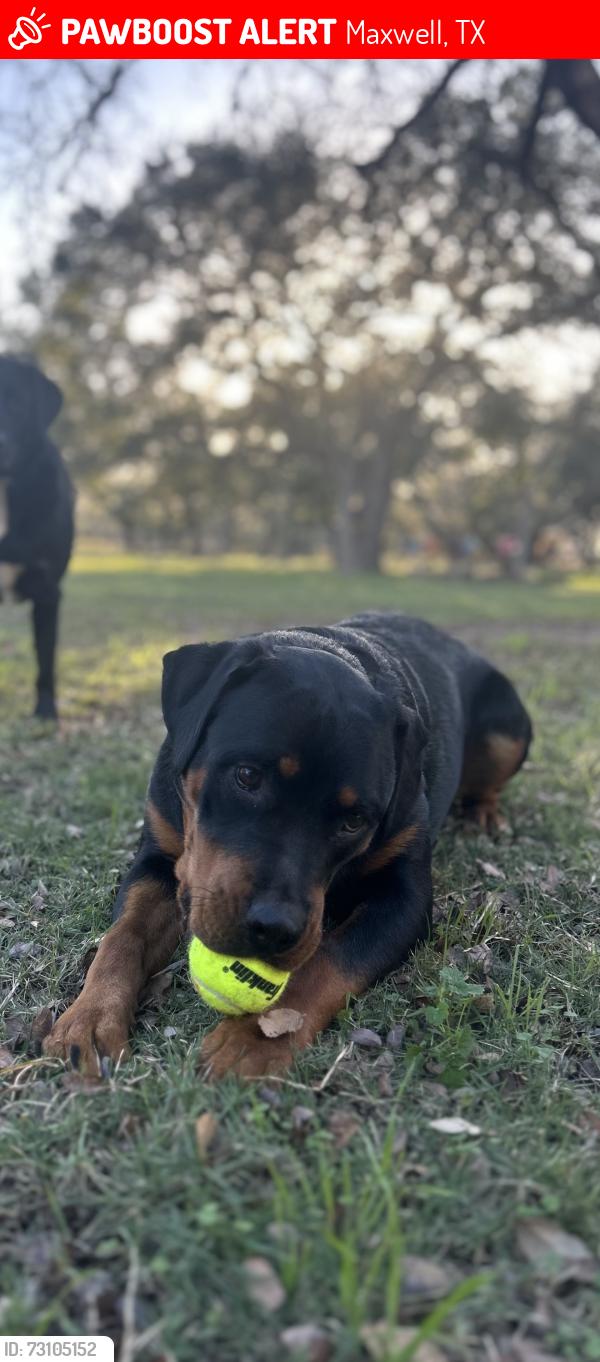 Lost Female Dog last seen Hymedow neighborhood , Maxwell, TX 78656