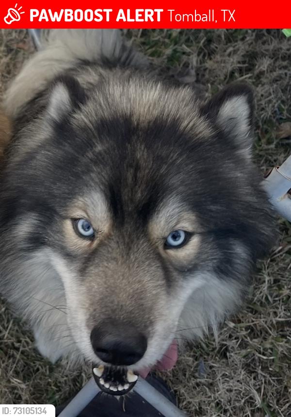 Lost Male Dog last seen Kuykendahl and 99, Tomball, TX 77375