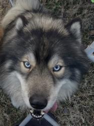 Lost Male Dog last seen Kuykendahl and 99, Tomball, TX 77375