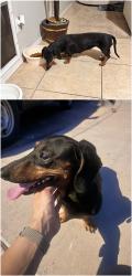 Reunited Female Dog last seen Near W Mountain View Dr, Avondale, AZ 85323, USA, Avondale, AZ 85323