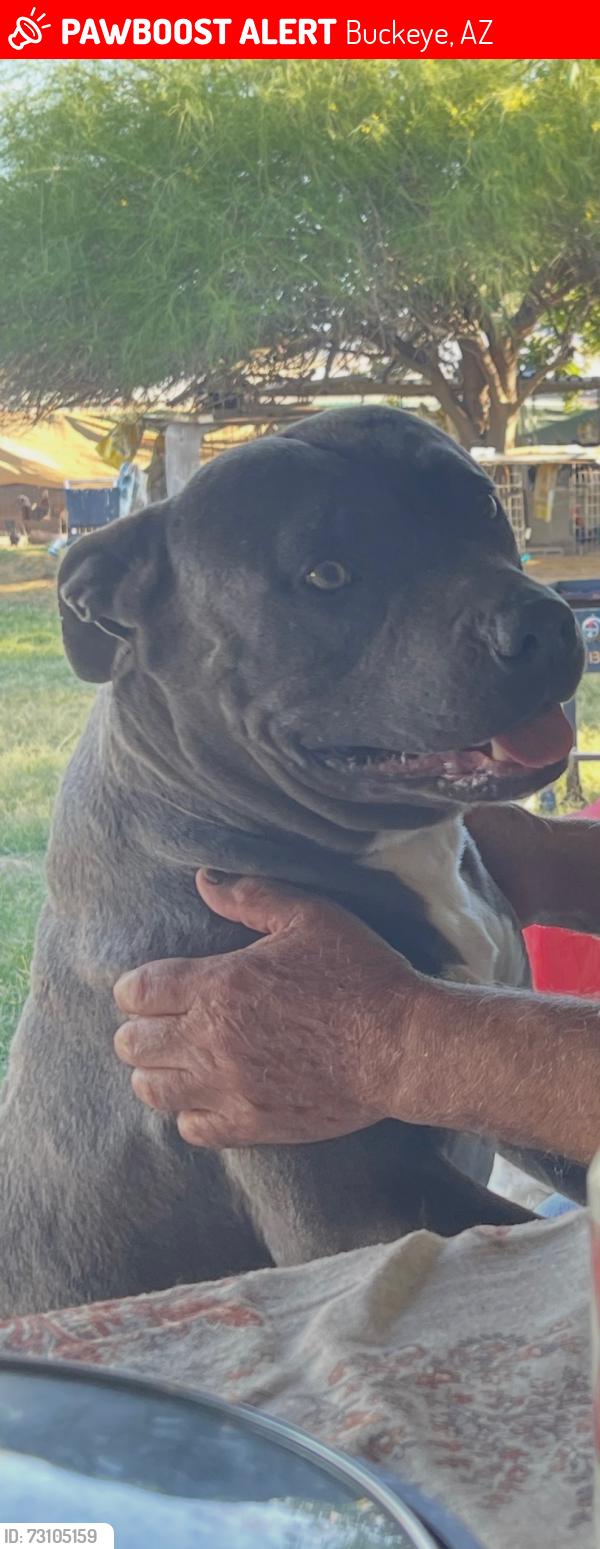 Lost Male Dog last seen Rainbow and broadway, Buckeye, AZ 85326