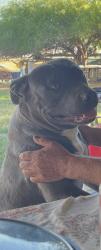 Lost Male Dog last seen Rainbow and broadway, Buckeye, AZ 85326