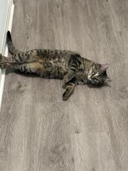 Lost Male Cat last seen Marin Fields Dr, French Valley, CA 92596