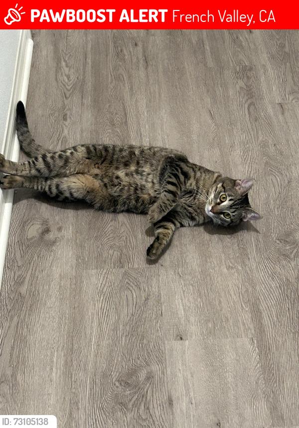Lost Male Cat last seen Marin Fields Dr, French Valley, CA 92596