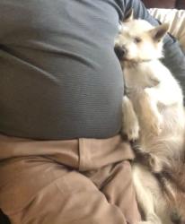 Lost Unknown Dog last seen Baxter avenue, Houston, TX 77084