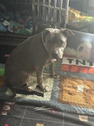 Lost Female Dog last seen Near SW 68th Ave, Miramar, FL 33023