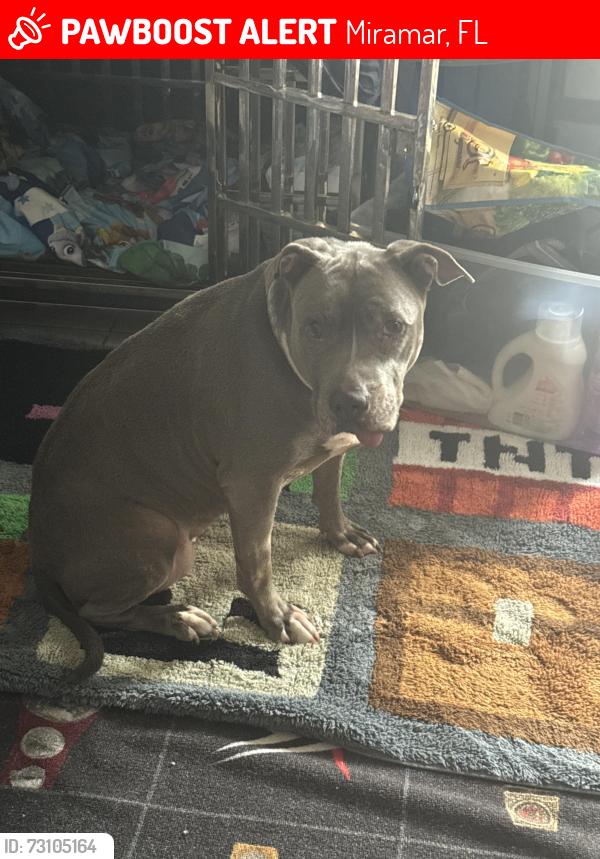 Lost Female Dog last seen Near SW 68th Ave, Miramar, FL 33023
