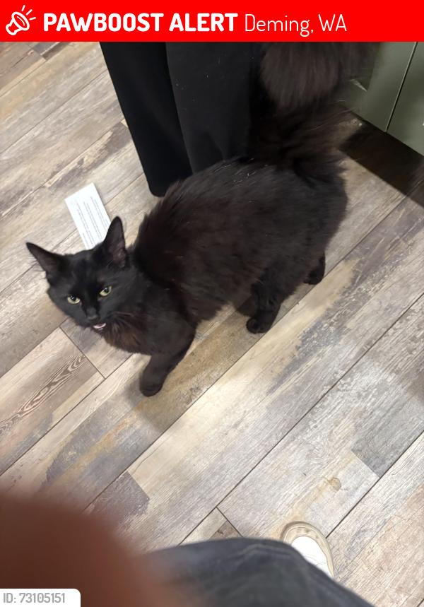 Lost Female Cat last seen Mt. Baker Hwy just past North Fork Brewery, Deming, WA 98244