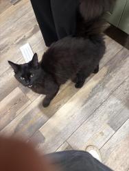 Lost Female Cat last seen Mt. Baker Hwy just past North Fork Brewery, Deming, WA 98244