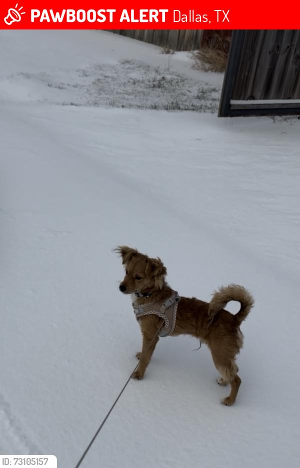 Lost Male Dog last seen Pall Mall ave & Tracy rd, Dallas, TX 75241
