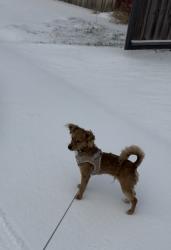 Lost Male Dog last seen Pall Mall ave & Tracy rd, Dallas, TX 75241