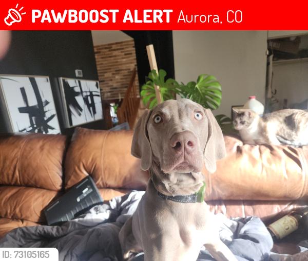 Lost Female Dog last seen Chambers and alameda, Aurora, CO 80017