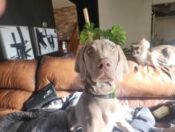 Lost Female Dog last seen Chambers and alameda, Aurora, CO 80017